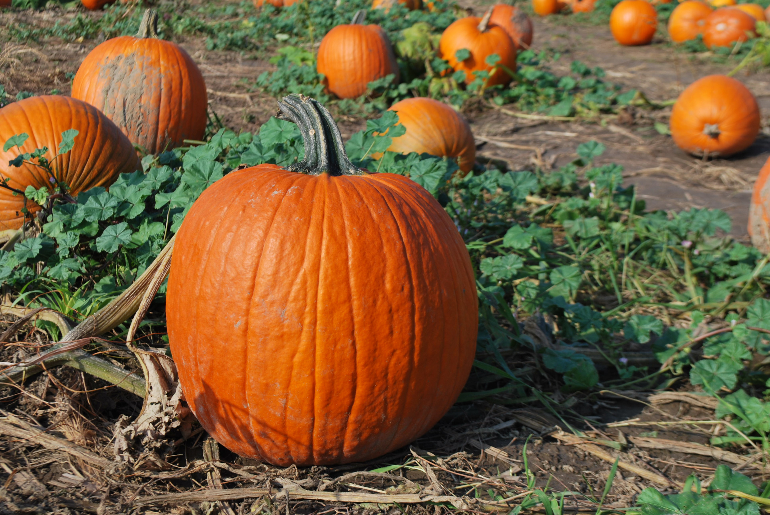 A field with pumpkins in it. 