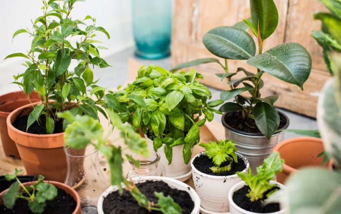 How to Start an Herb Garden