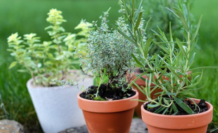 How To Start An Herb Garden