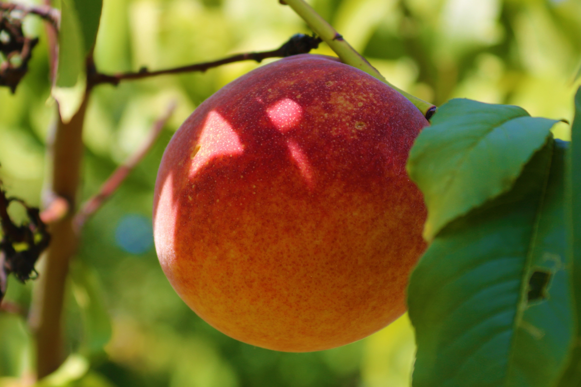 A ripe peach hangs on a branch surrounded by green leaves, with sunlight casting a shadow on its surface.