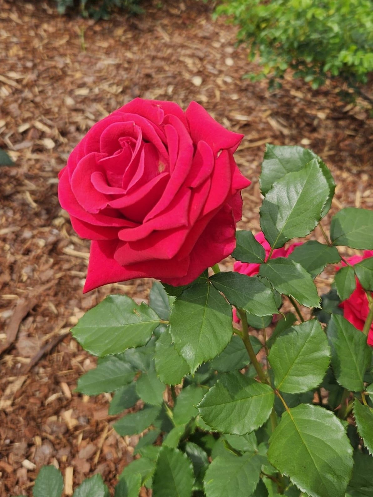 Red rose in full bloom.