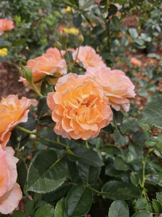 A delicate peach frilly rose.