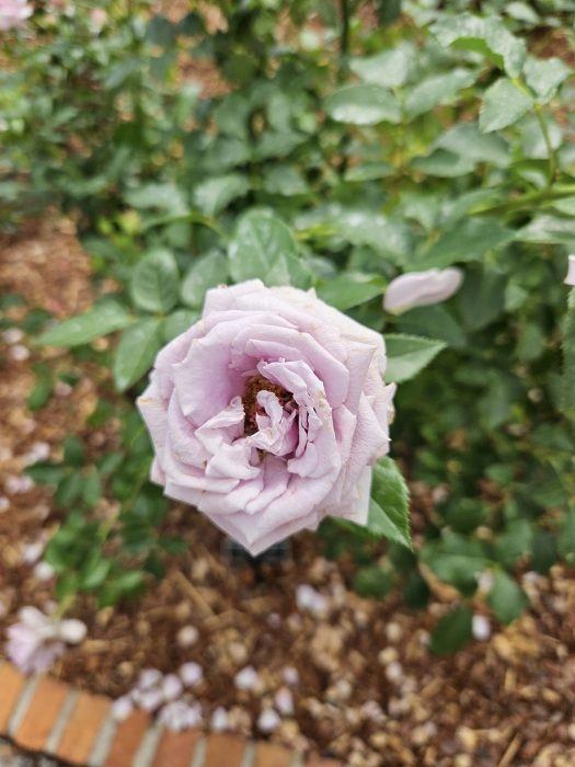 Light violet rose in fully opened.