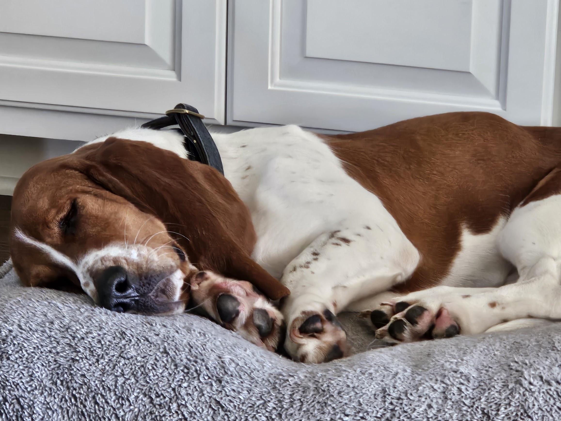 A brown and white dog with a black collar sleeps on a gray blanket, with its head resting on its front paws near a white cabinet.