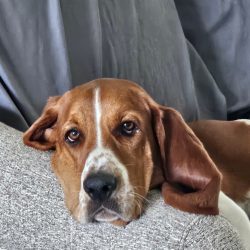 A brown and white dog with long ears rests its head on a gray fabric surface, looking directly at the camera.