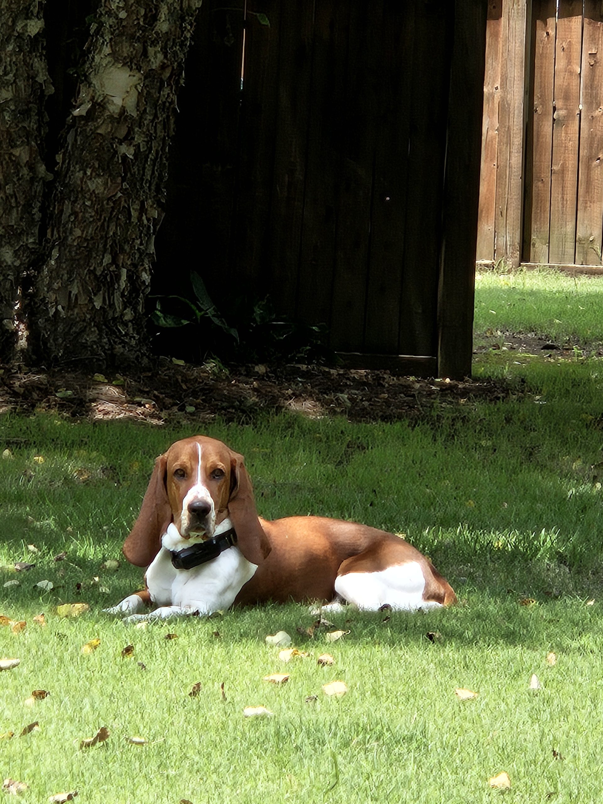 Basset hound lying on grass in front of a wooden fence, partially shaded by a tree.