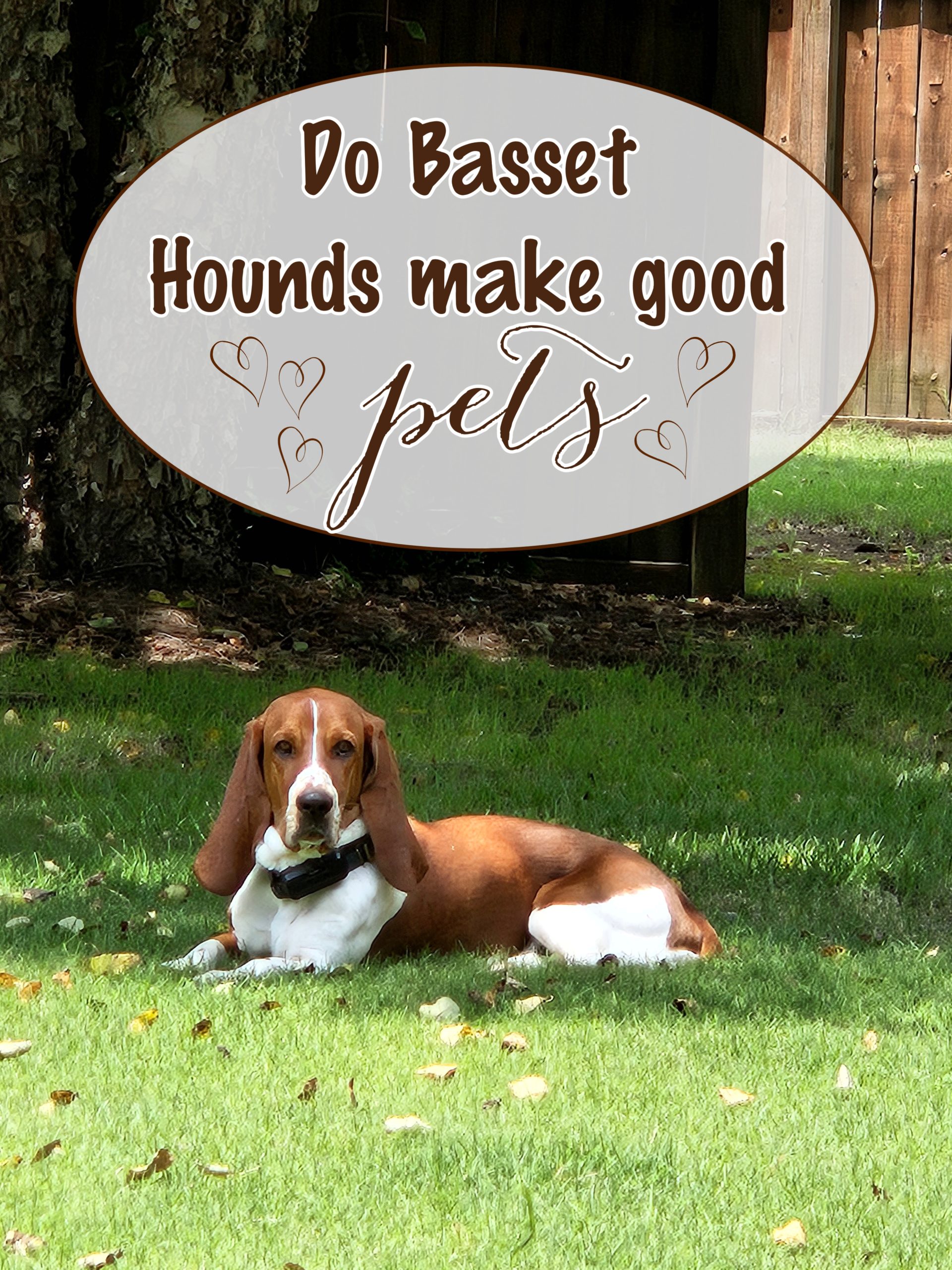 A Basset Hound rests on the grass beneath a tree, an oval sign overhead asks, "Are Basset Hounds a good fit for a family?" surrounded by tiny hearts.