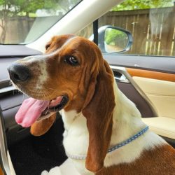 Meet Lucy, a Basset Hound with a leash, sitting in the passenger seat of a car. She gazes to the side with her mouth open, ready for another adventure.