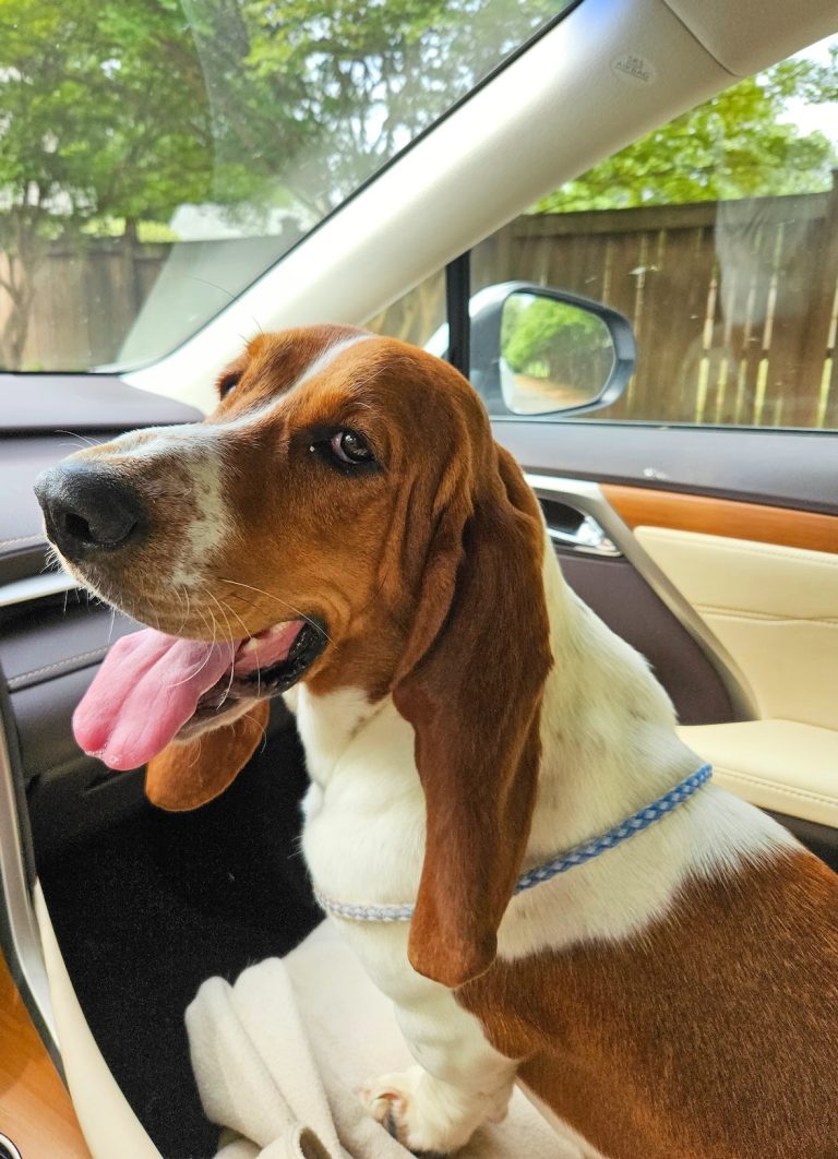 Meet Lucy, a Basset Hound with a leash, sitting in the passenger seat of a car. She gazes to the side with her mouth open, ready for another adventure.