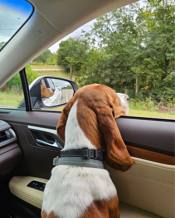 Dog with brown and white fur looks out the open window of a car, with its head resting on the door, trees visible outside.