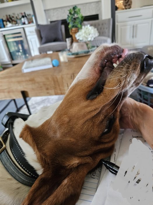 Dog lying on a person's lap, head tilted back, mouth open slightly. Background shows a living room setting with a wooden coffee table and furniture.