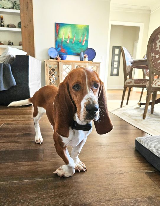 A brown and white dog with long ears stands on a wooden floor in a living room, with furniture and colorful artwork in the background.