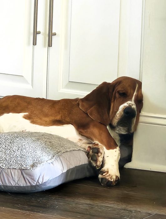 A basset hound is sleeping on a dog bed, resting its head against a wall.