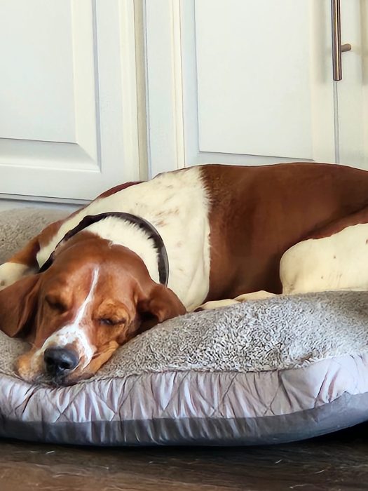 A brown and white dog sleeps on a plush gray bed in front of white cabinets.