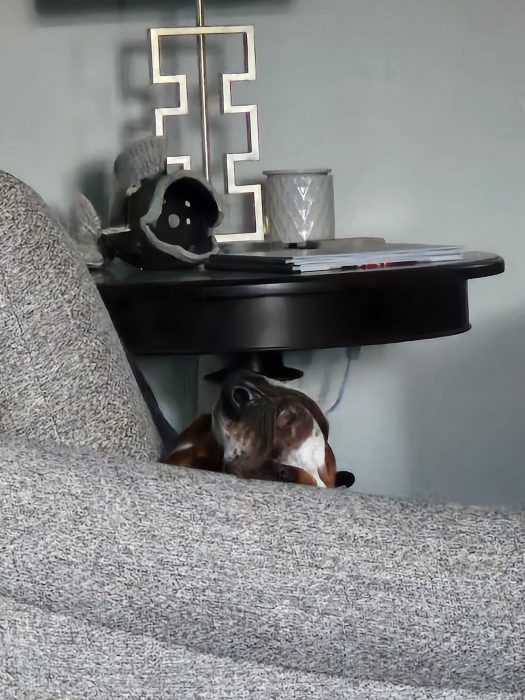 An adorable dog with her head gently resting on a brown side table, partially hidden by a cozy gray sofa. A lamp casts a warm glow while a mug and decorative items add charm to her serene spot.