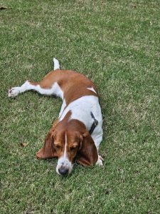 Meet Lucy, a brown and white dog with long ears. She lies on her side on the grassy lawn, gazing slightly upwards.