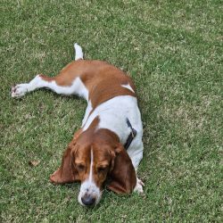 Meet Lucy, a brown and white dog with long ears. She lies on her side on the grassy lawn, gazing slightly upwards.