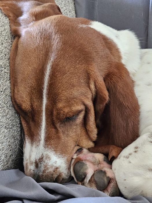 Meet Lucy, a brown and white dog peacefully sleeping with her head on her paws, resting against a gray cushion.