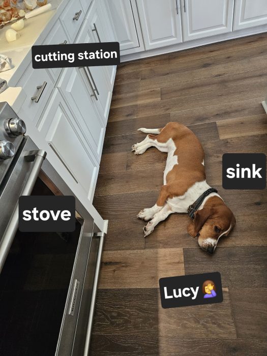 A brown and white dog who lounges peacefully on the kitchen floor. She perfectly stations herself between labeled areas: cutting station, sink, and stove.